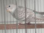 Budgerigar Bird