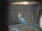 budgerigar bird