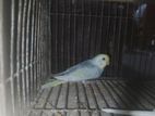 Budgerigar Bird