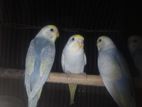 Budgerigar Bird