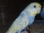 Budgerigar Bird