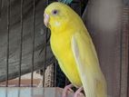 Budgerigar Bird