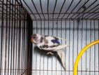 Budgerigar Bird for sale