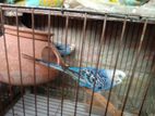 Budgerigar Bird