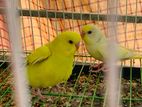 Budgerigar bird