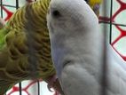 Budgerigar Bird