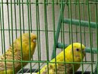 Budgerigar bird