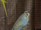 Budgerigar Bird For Sell