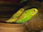 Budgerigar bird for sell