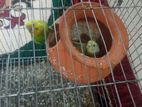 Budgerigar Bird Sale 1 Pair
