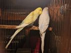 Budgerigar Bird Sell