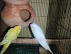 budgerigar bird sell
