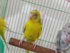 Budgerigar Bird (Tame)