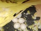 Budgerigar bird yellow pair