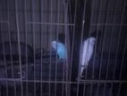 Budgerigar Birds -বাজরিগার পাখি