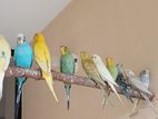 Budgerigar Birds | Budgies