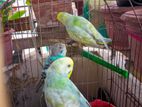 Budgerigar Bird's