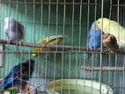 Budgerigar birds