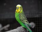 Budgerigar Birds