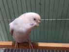 Budgerigar breeding female