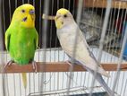 Budgerigar Breeding Pair