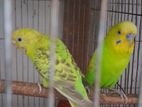 Budgerigar breeding pair