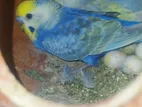 Budgerigar Burd