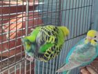 Budgerigar Female Adult