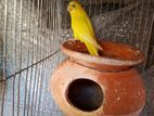 Budgerigar Female