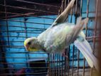 Budgerigar for sell