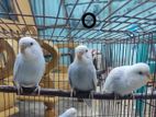 Budgerigar brid