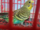 Budgerigar