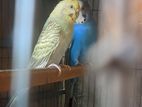 Budgerigar