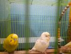 Budgerigar For Adoption