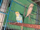 Budgerigar