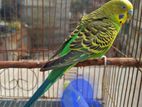 Budgerigar