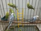 Budgerigar Bird For Sell