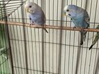 Budgerigar