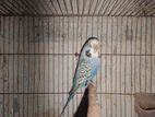 Budgerigar brid