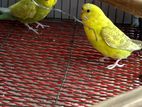 Budgerigar sell