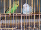 Budgerigar