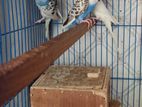 Budgerigar