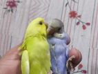 Budgerigar