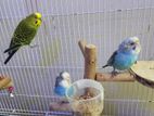 Budgerigar