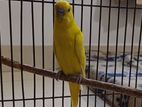 Budgerigar