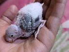 Budgerigar baby for sell