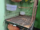 Budgerigar