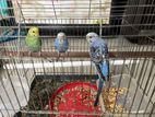 budgerigar