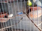 budgerigar bird sell