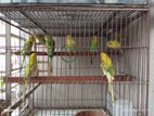 Budgerigar for Sale